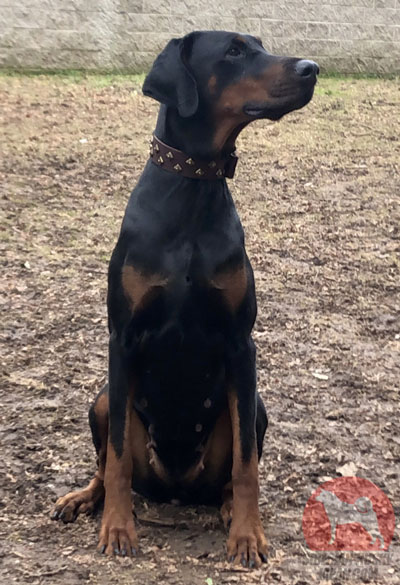 犬　首輪　革　おしゃれ