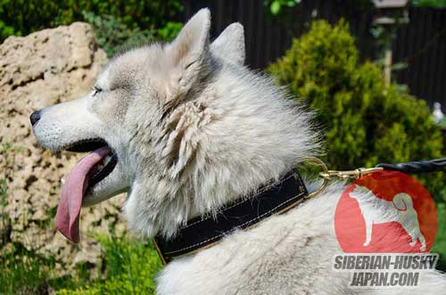 軽量で着心地が良い 犬用首輪