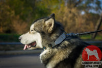 コンチョ付きのファンシーな白いの犬 用 首輪がマラミュートに最適！