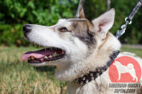 おしゃれ首輪　ライカ犬種に最適な三列のスパイク装飾付き！