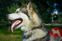 アラスカンマラミュートのような犬に最適なデコ首輪！