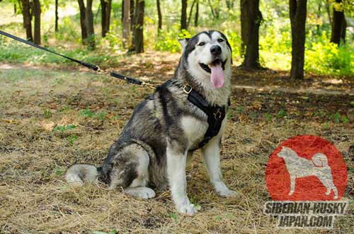 犬の散歩用上質な本革製ハーネス