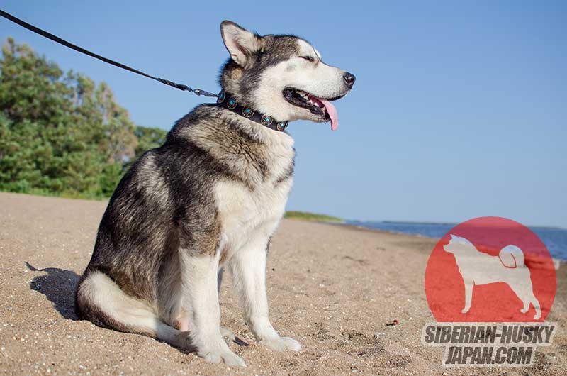 中・大型犬用の素敵なスタッズ付首輪 - ¥7,430