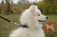 サモエド用革製首輪　かっこいいコンチョとスタッズ付き　大型犬　かわいい雰囲気！
