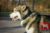 スパイク付き首輪　本革製　大型犬 散歩に最適！