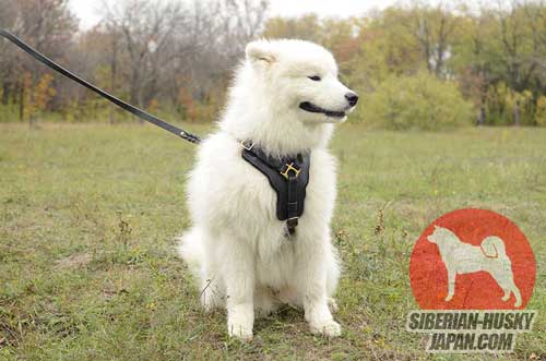 長毛犬用の革製ハーネス