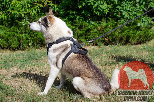 散歩、犬のトレーニング、服従 訓練　ウエスト・シベリアン・ライカ