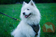 サモエド用革製ハーネス　スパイクの装飾付き　大型犬　散歩に最適！