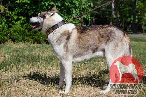 超かっこいい！　犬用デコ首輪