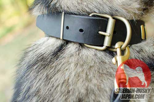 犬用首輪　上質な真鍮の留め具付き