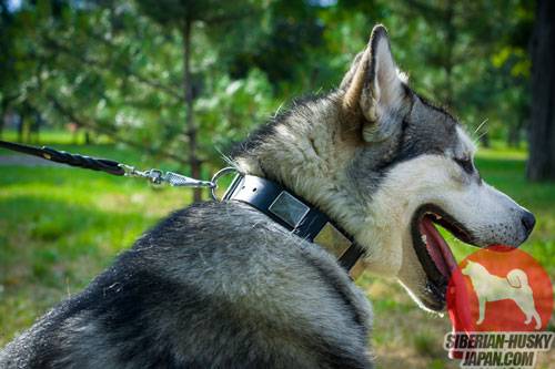 犬 散歩に最適なデザインカラー、幅は40 mm - ウインドウを閉じる
