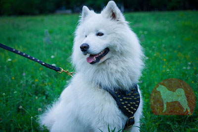 サモエド用革製ハーネス　スパイクの装飾付き　大型犬　散歩に最適！ - ウインドウを閉じる