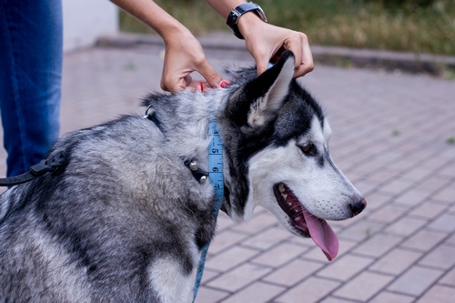 犬用口輪　サイズの測り方　ステップ４