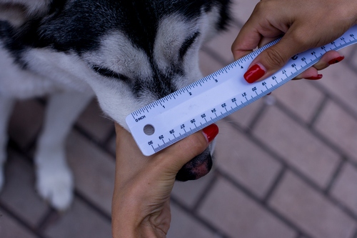 犬用口輪　サイズの測り方　ステップ５