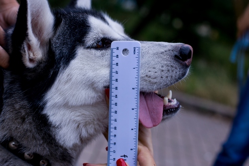 犬用口輪　サイズの測り方　ステップ６