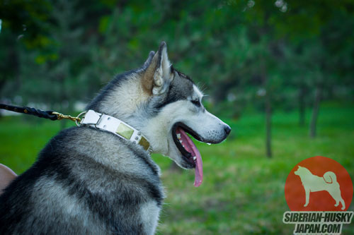 大型 犬 散歩用のゴルド プレート付きホワイト カラー、40 mm - ウインドウを閉じる