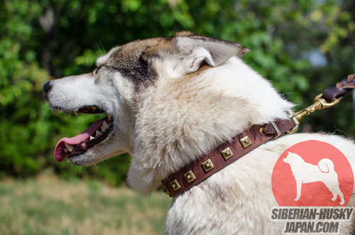 ライカ向けの普段の犬散歩用のフルグレインレザー製オシャレな犬首輪、25 mm - ウインドウを閉じる