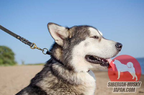 ウェスト・シベリアン・ライカの犬訓練向けのレザーチョークカラー、13 mm - ウインドウを閉じる