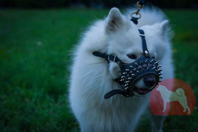 サモエド用グッズ　犬用口輪　かっこいいスパイクの装飾付き - ウインドウを閉じる