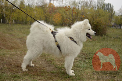 サモエドのような大型犬の散歩に最適な本革製ハーネス - ウインドウを閉じる