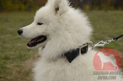 サモエド　散歩やシベリアンハスキー犬用のナイロン製カラー　黒 - ウインドウを閉じる