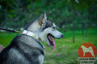 大型 犬 散歩用のゴルド プレート付きホワイト カラー、40 mm