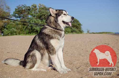 中型犬～大型犬用スパイク付き首輪