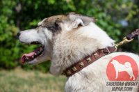 ライカ向けの普段の犬散歩用のフルグレインレザー製オシャレな犬首輪、25 mm