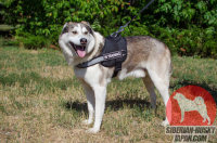 反射のストラップ付き警察犬、災害救助犬、追跡犬、盲導犬、ガード、パトロールなどの使役犬に最適！