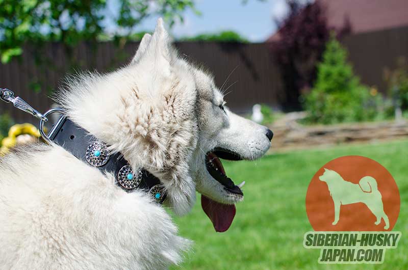 中・大型犬用の素敵なスタッズ付首輪 - ¥7,430