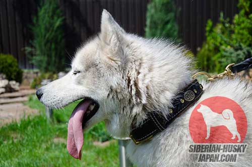 着心地が良い犬用首輪　コンチョ＆三つ編み付き