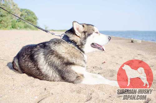 犬の散歩用　革製首輪