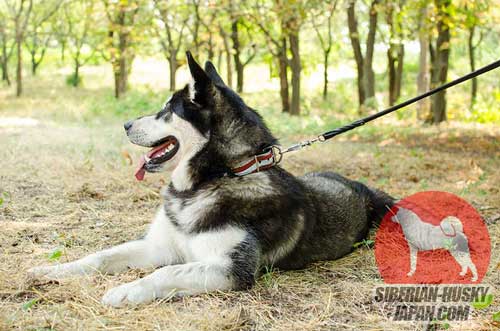 中型犬～大型犬用のフルグレイン革製首輪