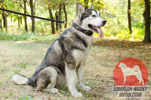 スタイリッシュで犬の首に優しい革製首輪