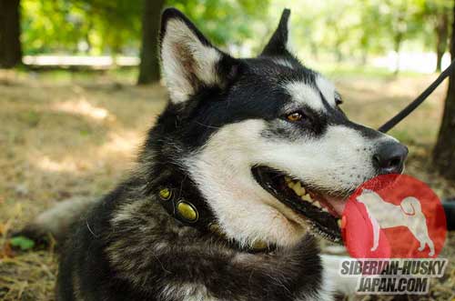 犬の散歩・トレーニング用革製首輪