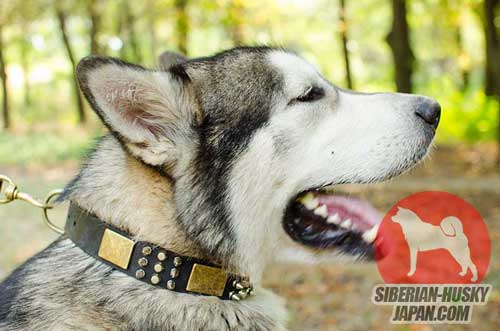 犬の散歩用上質なレザー首輪