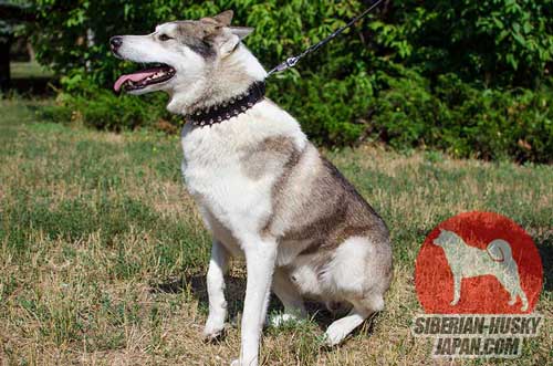犬用の革製首輪