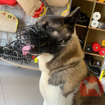 秋田犬 マズル ワイヤー製 バスケット型 ゴムでの加工 秋田犬 マズル ワイヤー製 バスケット型 ゴムでの加工