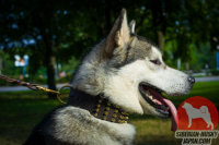 スパイク付き幅広い革製おしゃれな 犬 グッズである犬 用 首輪、70 mm