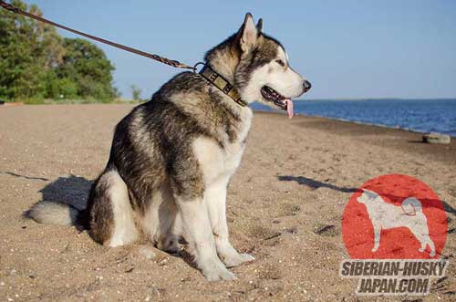 おしゃれな犬用のデコ首輪