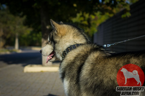 大型犬　かわいい