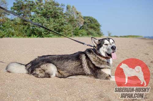 大型犬用の革製の首輪