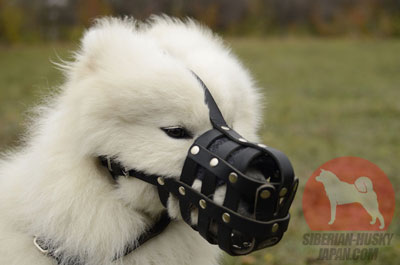 犬用マズル サモエド