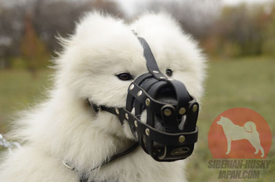 犬用口輪 獣医師の訪問