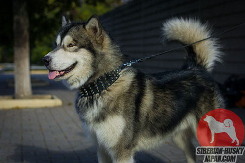 大型犬 かっこいい
