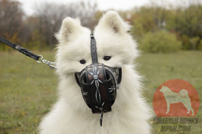 おしゃれ犬グッズ