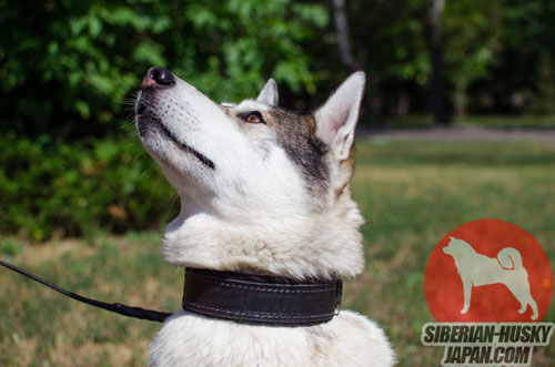 ウェスト・シベリアン・ライカ 犬しつけ