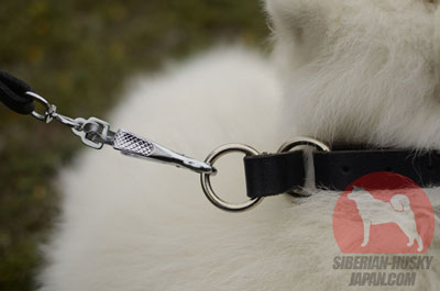 サモエード　大型犬　しつけ