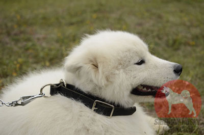 大型犬　散歩