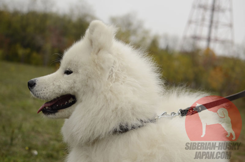 サモエド犬やシベリアンハスキー犬などに合っているデコ首輪 大型犬